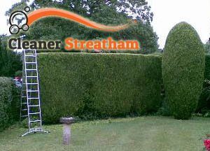 Hedge Maintenance SW16